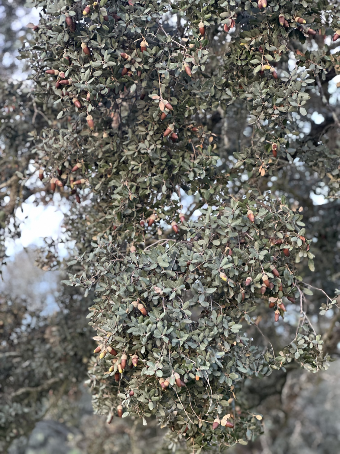 Jamones Asencio - Jamones en Huelva