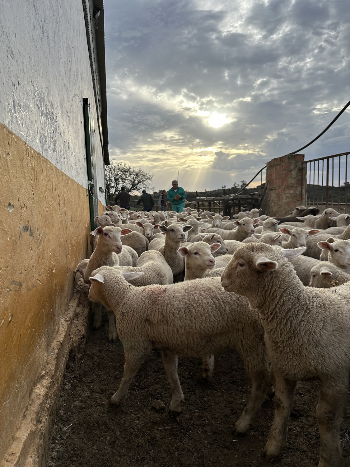 Jamones Asencio - Jamones en Huelva