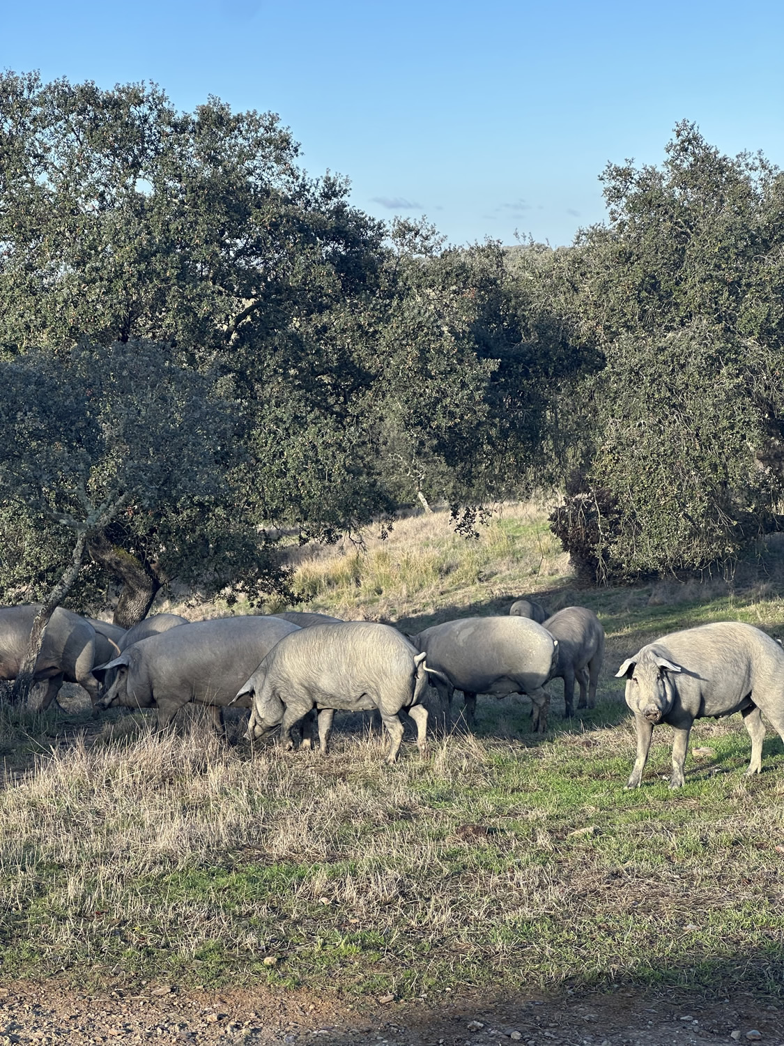 Jamones Asencio - Jamones en Huelva