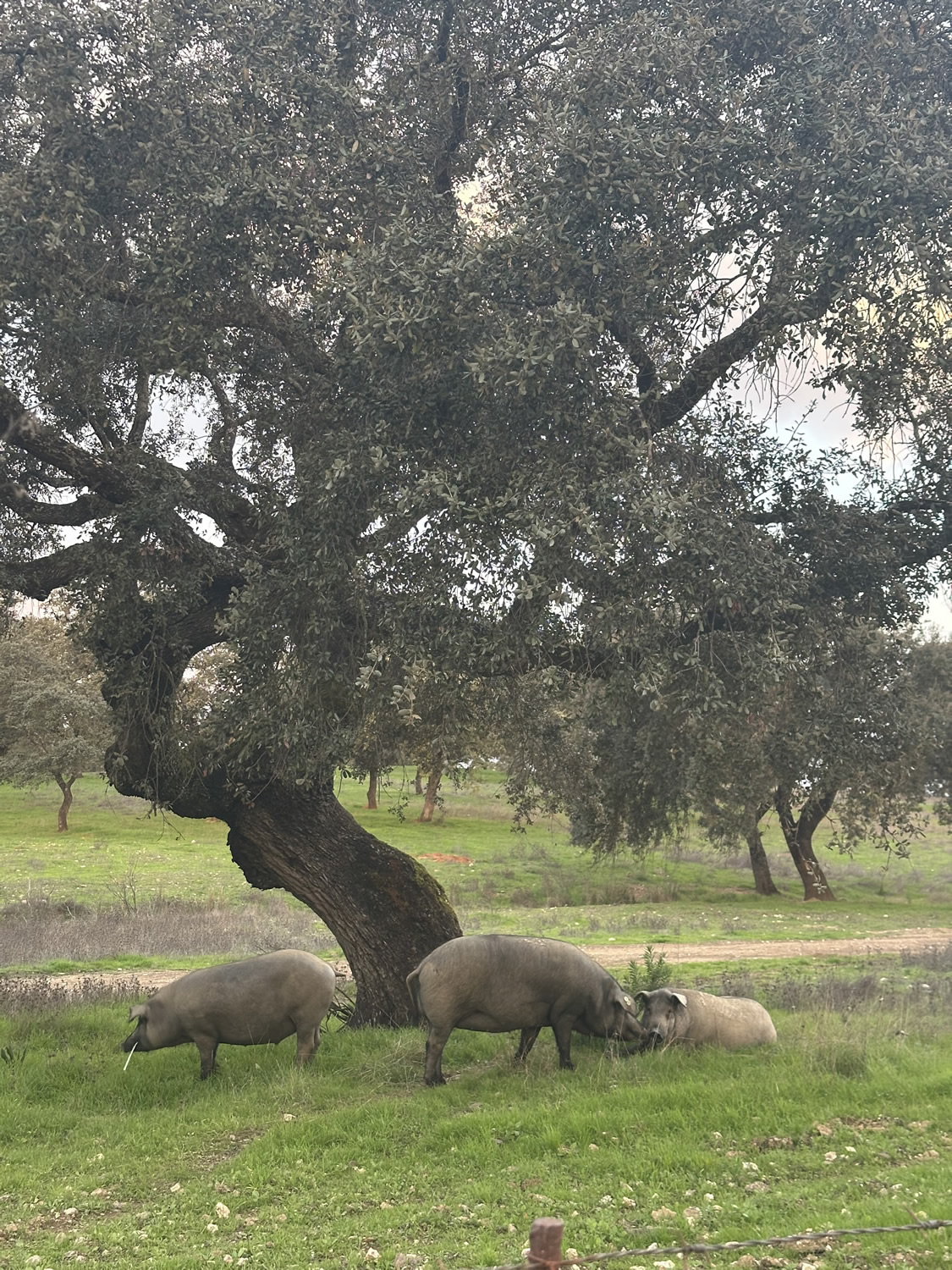 Jamones Asencio - Jamones en Huelva